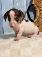 Archie, a male Miniature Dachshund for sale in Duncan, OK – Photo 5 of 5