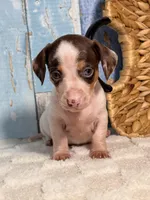 Archie, a male Miniature Dachshund for sale in Duncan, OK – Photo 4 of 5