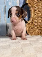 Archie, a male Miniature Dachshund for sale in Duncan, OK – Photo 2 of 5