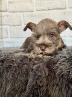 Sassy, a female Miniature Schnauzer for sale in Duncan, OK – 3 of 6
