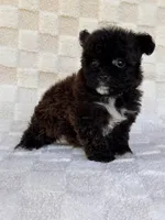 Lucy, a female Yorkshire Terrier and Poodle - Toy  for sale in Duncan, OK – 7 of 7