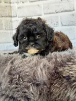 Toby, a male Shih Tzu and Poodle - Toy  for sale in Duncan, OK – 3 of 6