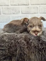 Sassy, a female Miniature Schnauzer for sale in Duncan, OK – 6 of 6