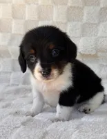 Dash, a male Miniature Dachshund for sale in Duncan, OK – 4 of 7