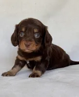 Smokey, a male Miniature Dachshund for sale in Duncan, OK – 5 of 7