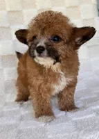 Goldie, a female Yorkshire Terrier and Poodle - Toy  for sale in Duncan, OK – 7 of 8