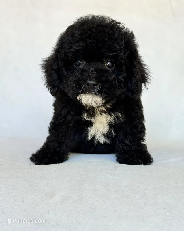 Shadow – Poodle - Toy  puppy for sale in Duncan, OK