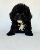 Shadow, a male Poodle - Toy  for sale in Duncan, OK – 1 of 5
