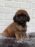 Charlie , a male Cocker Spaniel and Poodle - Toy  for sale in Duncan, OK – 4 of 8