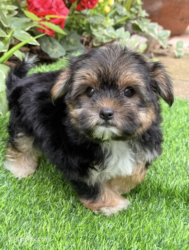 Teddy – Maltese, Yorkshire Terrier puppy for sale in Duncan, OK