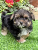 Teddy, a male Maltese and Yorkshire Terrier for sale in Duncan, OK – Photo 1 of 6