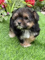 Teddy, a male Maltese and Yorkshire Terrier for sale in Duncan, OK – Photo 2 of 6