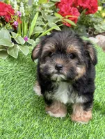 Teddy, a male Maltese and Yorkshire Terrier for sale in Duncan, OK – Photo 5 of 6