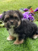 Teddy, a male Maltese and Yorkshire Terrier for sale in Duncan, OK – Photo 6 of 6