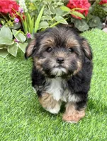 Teddy, a male Maltese and Yorkshire Terrier for sale in Duncan, OK – Photo 3 of 6