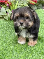 Teddy, a male Maltese and Yorkshire Terrier for sale in Duncan, OK – Photo 4 of 6