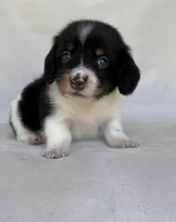Slinky, a male Miniature Dachshund for sale in Duncan, OK – 5 of 8