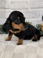 Daisy, a female Miniature Dachshund for sale in Duncan, OK – Photo 4 of 5