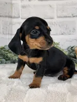 Daisy, a female Miniature Dachshund for sale in Duncan, OK – Photo 3 of 5