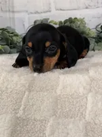 Daisy, a female Miniature Dachshund for sale in Duncan, OK – Photo 5 of 5