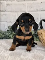 Daisy, a female Miniature Dachshund for sale in Duncan, OK – Photo 2 of 5