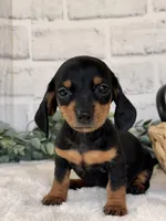 Daisy, a female Miniature Dachshund for sale in Duncan, OK – Photo 1 of 5