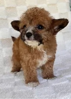 Goldie, a female Yorkshire Terrier and Poodle - Toy  for sale in Duncan, OK – 3 of 8