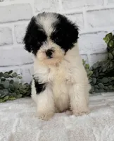 Nova, a female Poodle - Toy  for sale in Duncan, OK – Photo 5 of 6