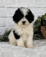 Nova, a female Poodle - Toy  for sale in Duncan, OK – Photo 1 of 6