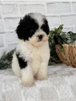 Nova, a female Poodle - Toy  for sale in Duncan, OK – Photo 3 of 6