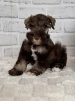 Hershey, a male Miniature Schnauzer for sale in Duncan, OK – Photo 7 of 7