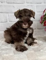 Hershey, a male Miniature Schnauzer for sale in Duncan, OK – Photo 3 of 7