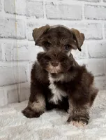 Hershey, a male Miniature Schnauzer for sale in Duncan, OK – Photo 4 of 7