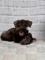 Hershey, a male Miniature Schnauzer for sale in Duncan, OK – Photo 2 of 7