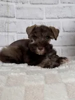 Hershey, a male Miniature Schnauzer for sale in Duncan, OK – Photo 5 of 7