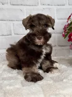 Hershey, a male Miniature Schnauzer for sale in Duncan, OK – Photo 1 of 7