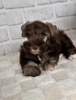 Hershey, a male Miniature Schnauzer for sale in Duncan, OK – Photo 6 of 7