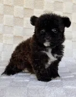 Lucy, a female Yorkshire Terrier and Poodle - Toy  for sale in Duncan, OK – 3 of 7