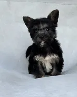 Shadow, a male Miniature Schnauzer and Yorkshire Terrier for sale in Duncan, OK – 4 of 6