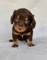 Smokey, a male Miniature Dachshund for sale in Duncan, OK – 2 of 7
