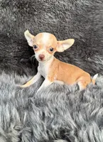 Pip, a male Chihuahua for sale in Duncan, OK – 4 of 6