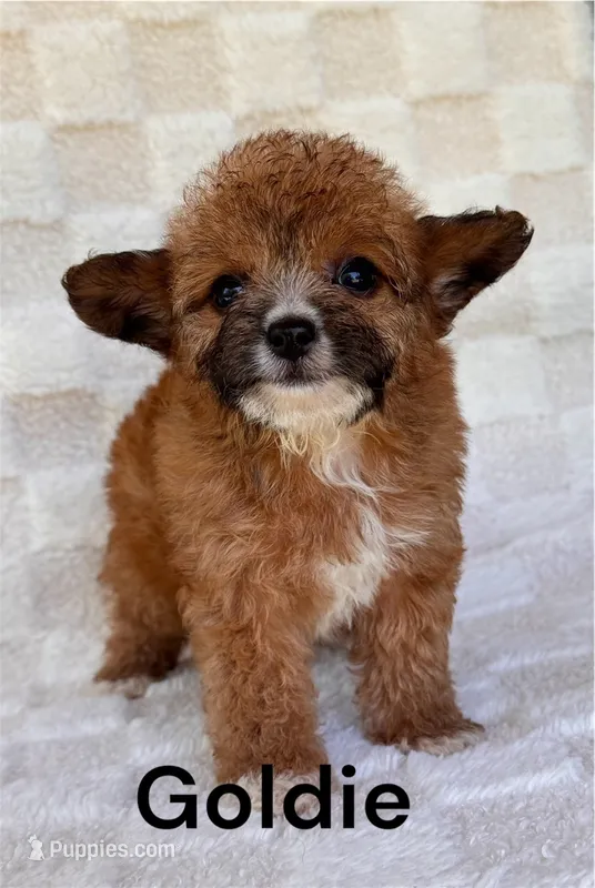 Goldie – Yorkshire Terrier, Poodle - Toy  puppy for sale in Duncan, OK