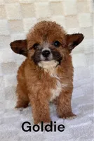 Goldie, a female Yorkshire Terrier and Poodle - Toy  for sale in Duncan, OK – 1 of 8