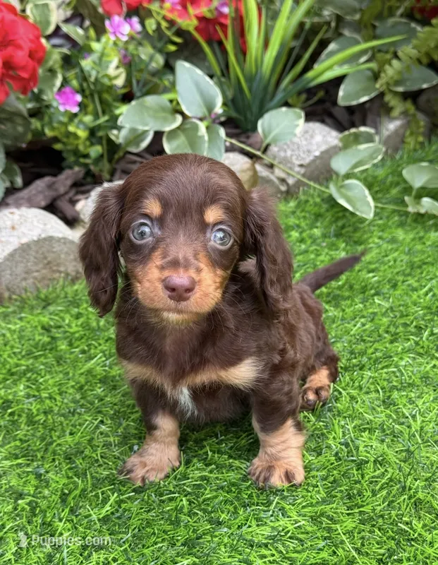 Smokey – Miniature Dachshund puppy for sale in Duncan, OK