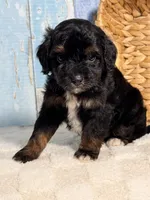 Ruffles , a male Cockapoo for sale in Duncan, OK – Photo 3 of 6