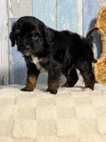 Ruffles , a male Cockapoo for sale in Duncan, OK – Photo 5 of 6