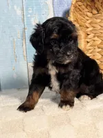 Ruffles , a male Cockapoo for sale in Duncan, OK – Photo 2 of 6