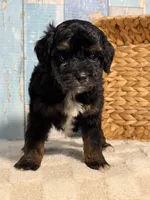 Ruffles , a male Cockapoo for sale in Duncan, OK – Photo 4 of 6