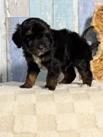 Ruffles , a male Cockapoo for sale in Duncan, OK – Photo 6 of 6