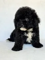 Shadow, a male Poodle - Toy  for sale in Duncan, OK – 2 of 5